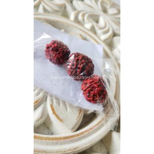 SEMILLAS RUDRAKSHA MEDIANA